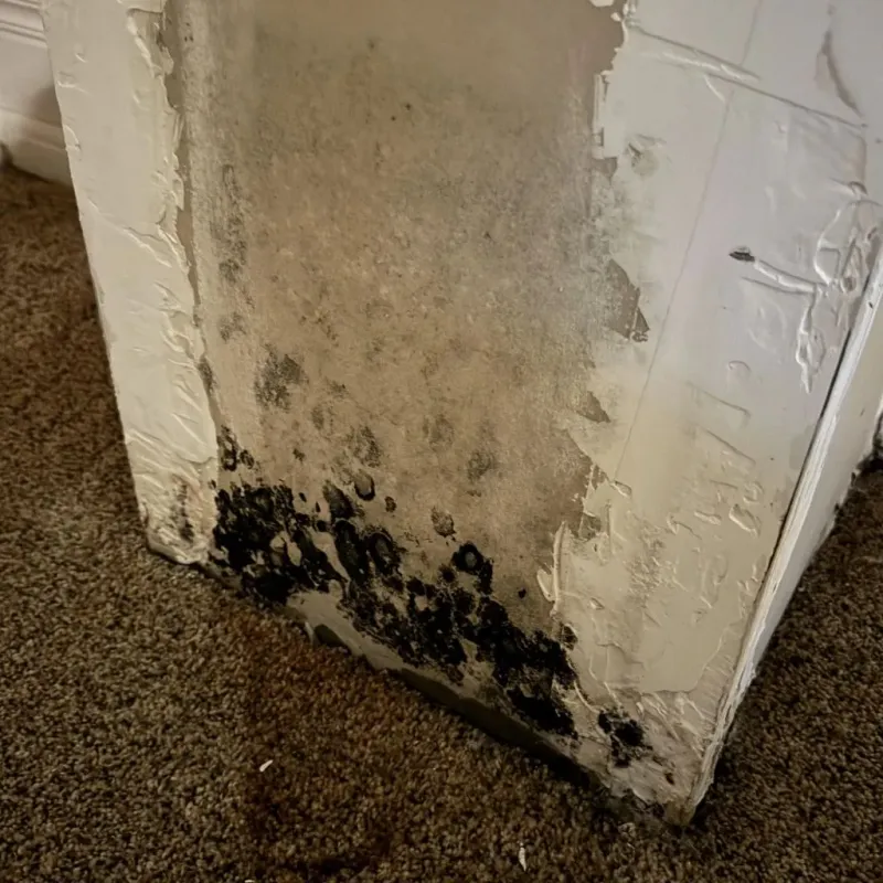 Professional Mold Removal in Pike County, IL